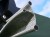 71428.I1_M.jpg